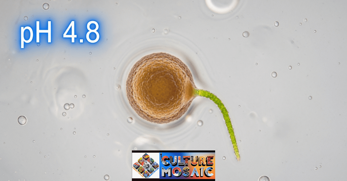 Microscopic view of a moss spore activating and sprouting within an acidic buttermilk solution at pH 4.8.