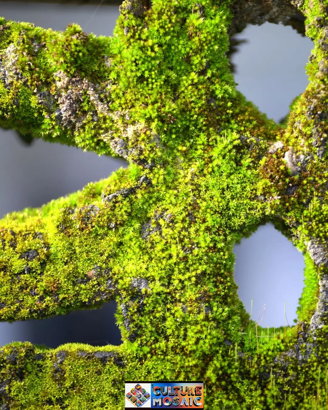 Moss graffiti tutorial step-by-step example showing healthy, vibrant green moss thriving on a weathered outdoor brick wall surface.