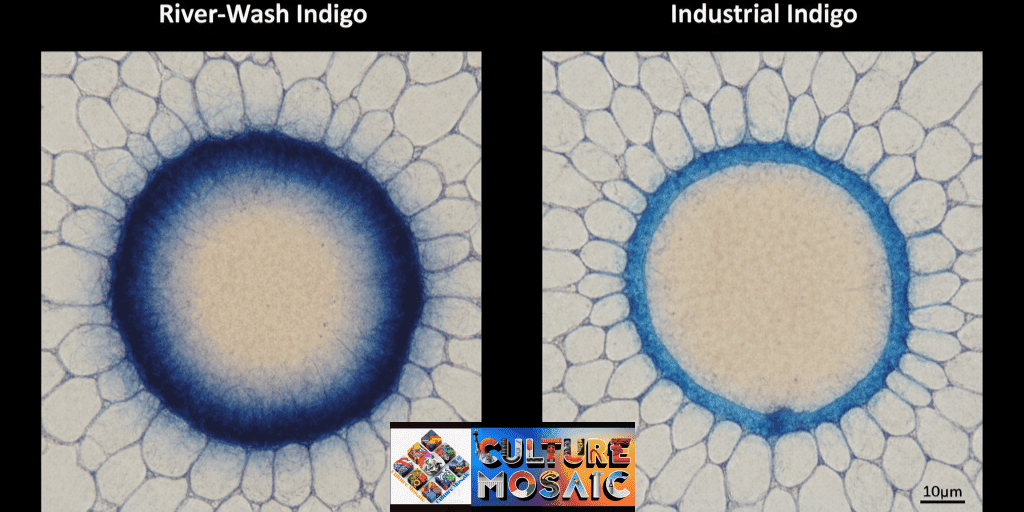 Microscopic cross-section comparison of a cotton fiber showcasing ethical textile provenance through river-wash indigo vs. industrial indigo; the river-wash fiber displays deep, mineral-rich dye penetration while the industrial version shows only surface-level coating.