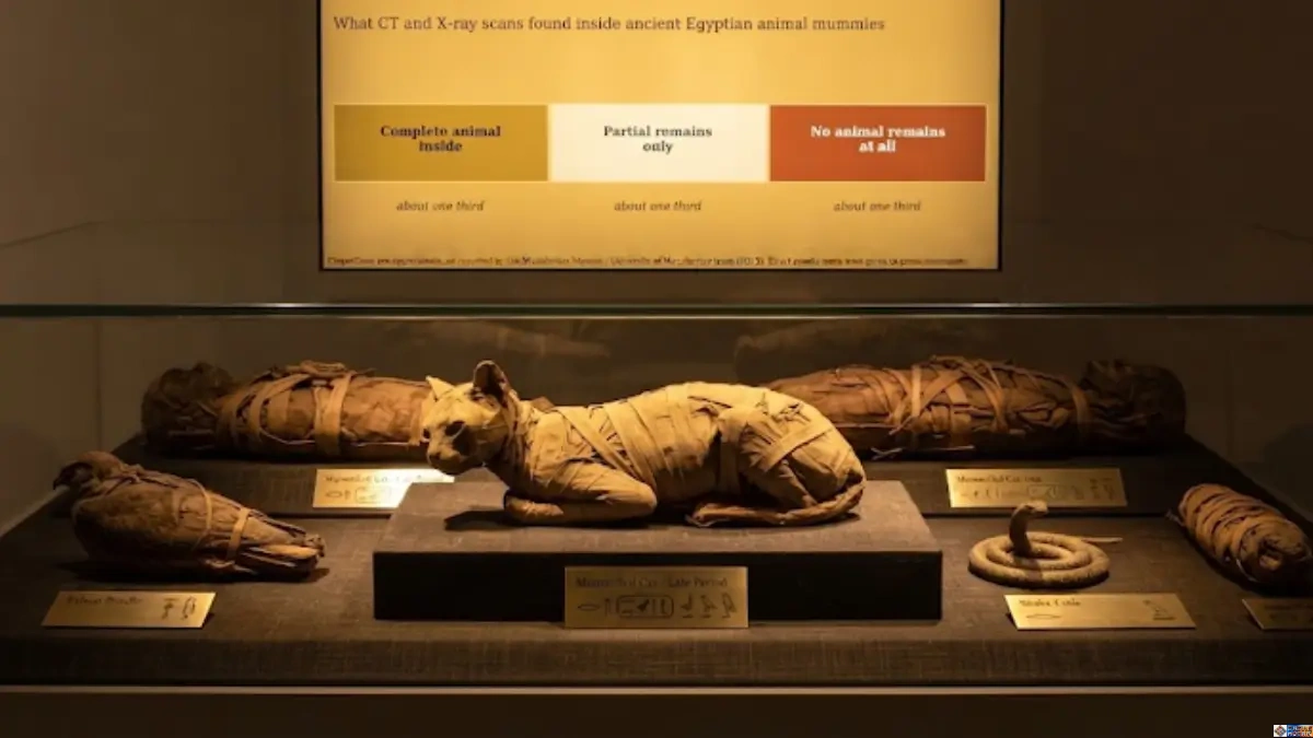 Exhibition display showcasing ancient Egyptian animal mummies including cats, birds, and snakes in a museum glass case